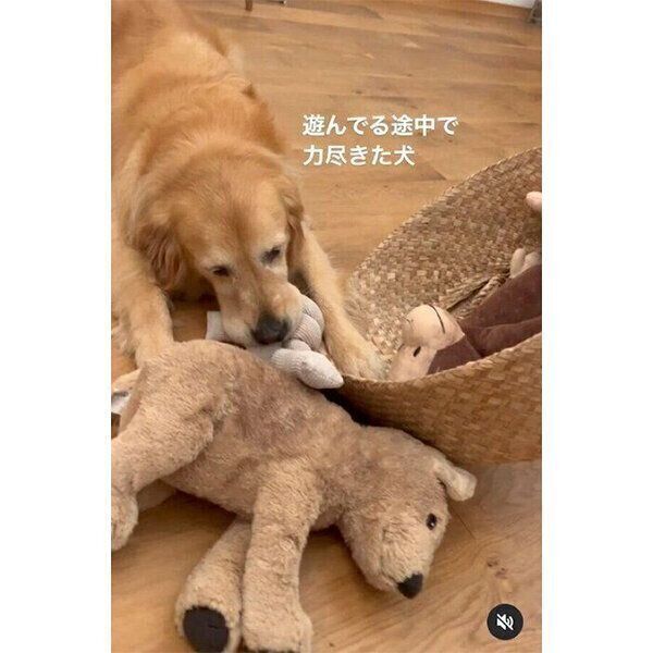 遊んでいる途中に力尽きてしまったハルちゃん