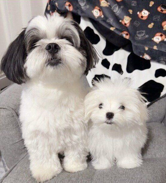 生後4カ月のマルチーズ（右）と先住犬（左）