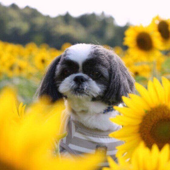 シー・ズーのペペくん