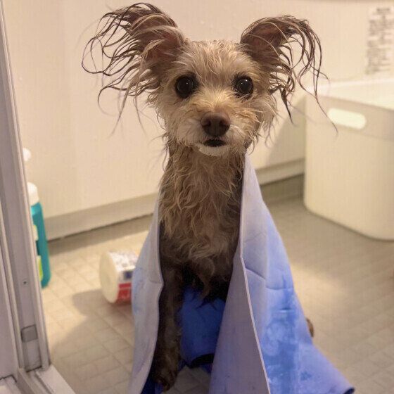 シャンプーをがんばったあんずちゃん