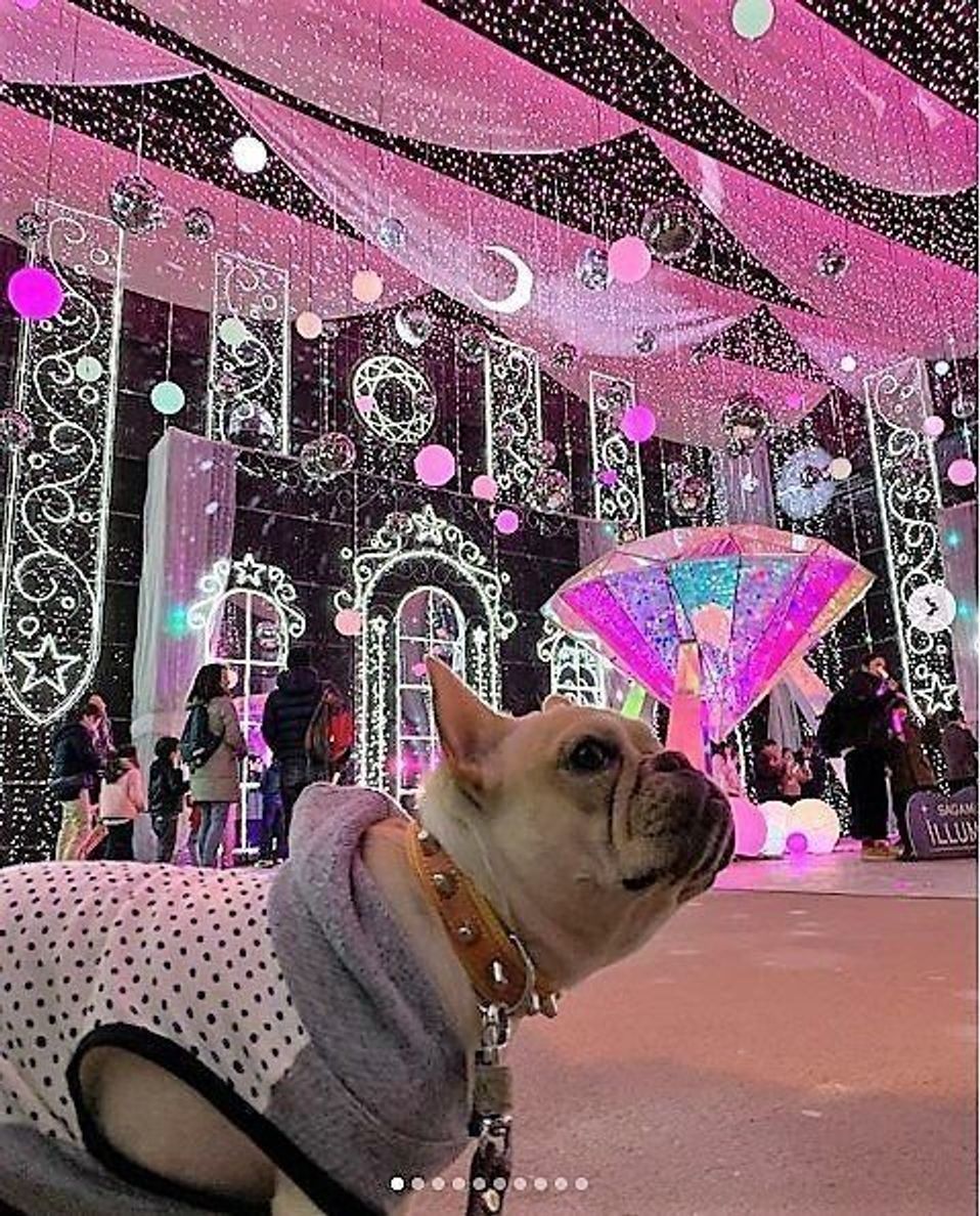 犬連れok さがみ湖リゾート プレジャーフォレスト って いぬのきもちweb Magazine 犬連れok さがみ湖リゾート プレジャーフォレスト って いぬのきもちweb Magazine