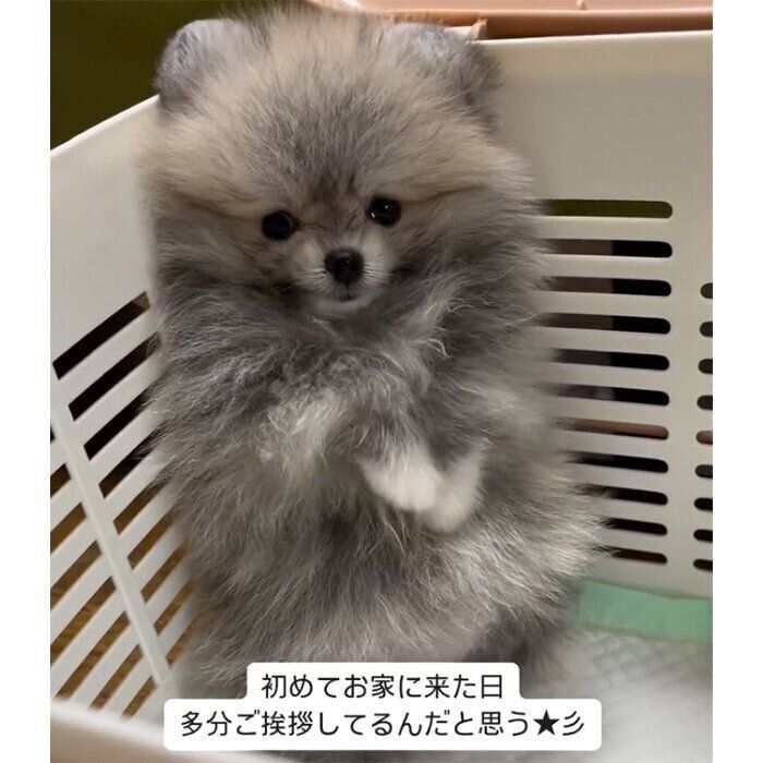 生後2カ月のしらすちゃん