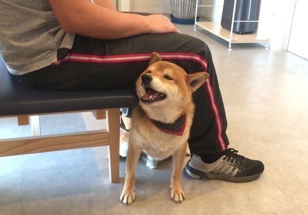 ナデナデを要求する柴犬