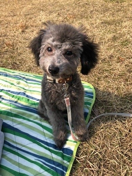 Cherie　トイプードル　メス