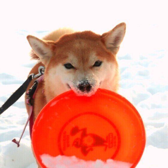 犬が見ているのはどんな世界？ 犬の視力が悪いといわれる理由 いぬのきもち