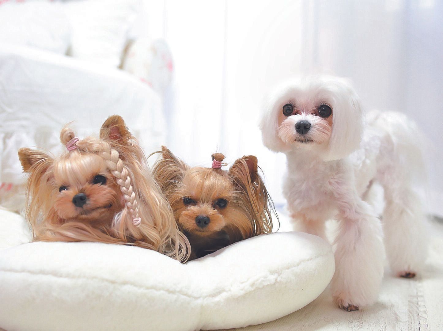 Hさん宅の3頭の愛犬たち