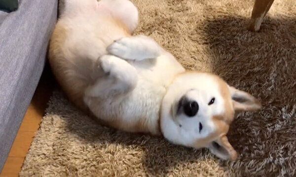 ヘソ天するロペさん