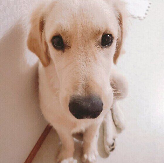 愛犬に何となく元気がない そのとき飼い主が注意すべきこととは いぬのきもちweb Magazine