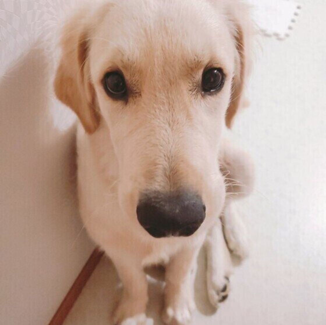 愛犬に何となく元気がない そのとき飼い主が注意すべきこととは いぬのきもちweb Magazine 愛犬に何となく元気がない そのとき飼い主が注意すべきこととは いぬのきもちweb Magazine