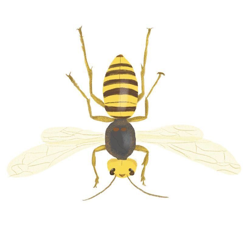 イラスト／きじまももこ