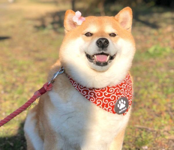 笑顔を見せるハナちゃん