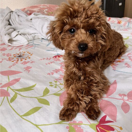 フセをするトイ・プードル