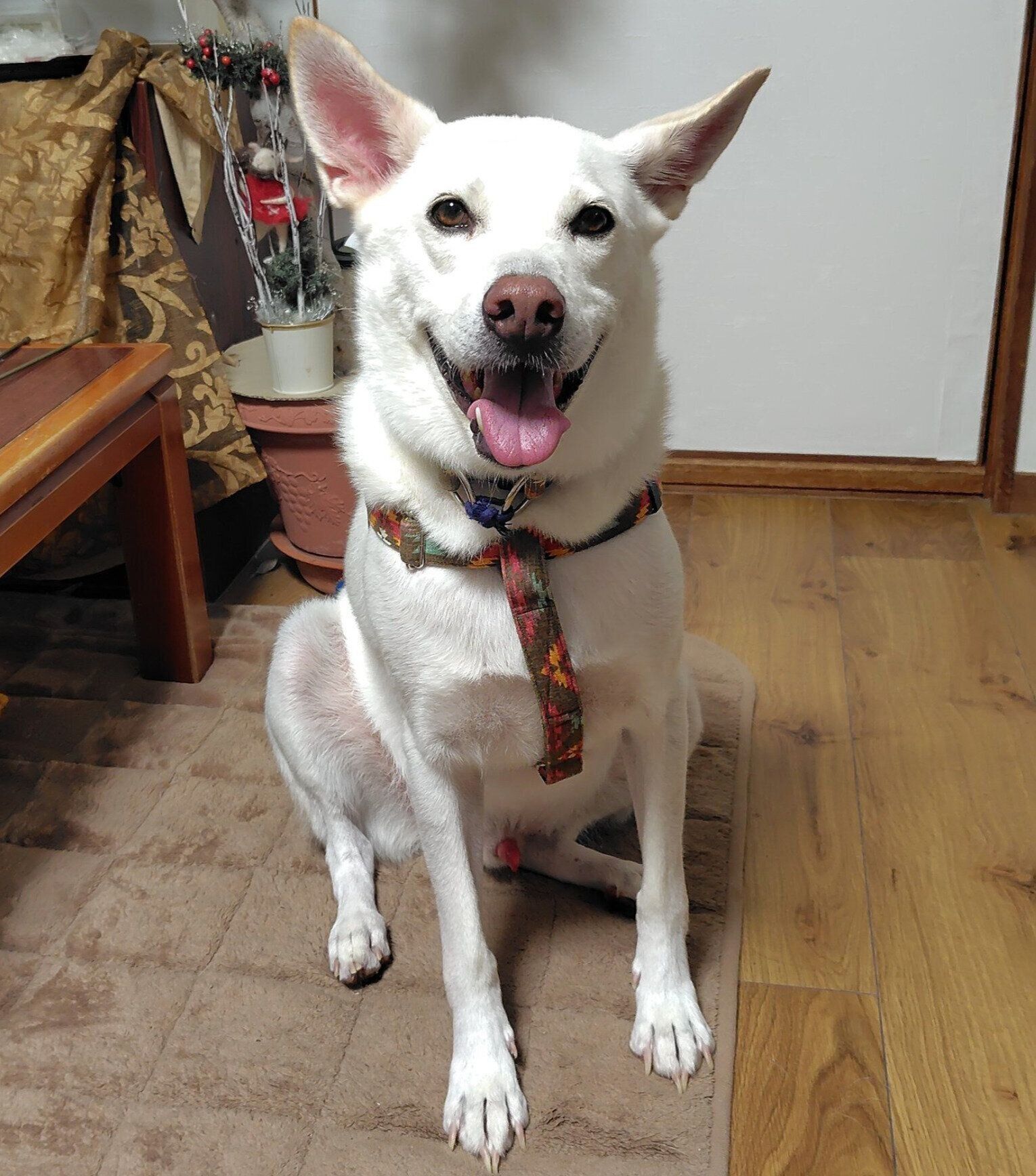 ニコニコ笑顔のクーちゃん