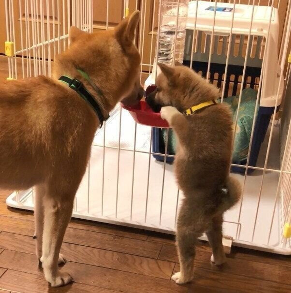 凛々しい柴犬弟のパピー期を振り返ってみたら とってもカワイイ瞬間があった いぬのきもちweb Magazine 凛々しい柴犬弟のパピー期を振り返ってみたら とってもカワイイ瞬間があった いぬのきもちweb Magazine