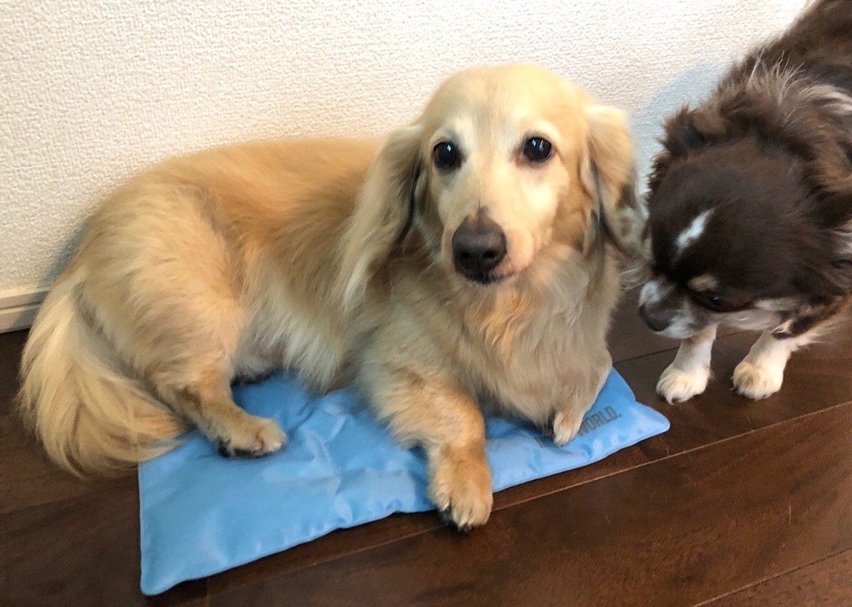 ペット保冷ジェルシートにのる犬