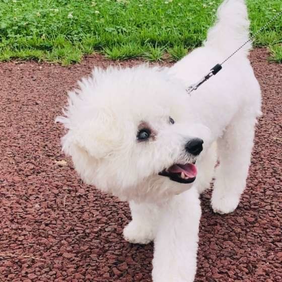 お散歩するビション・フリーゼ