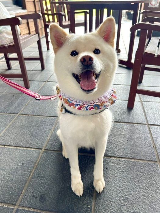 フリフリの首輪がかわいらしい白玉ちゃん