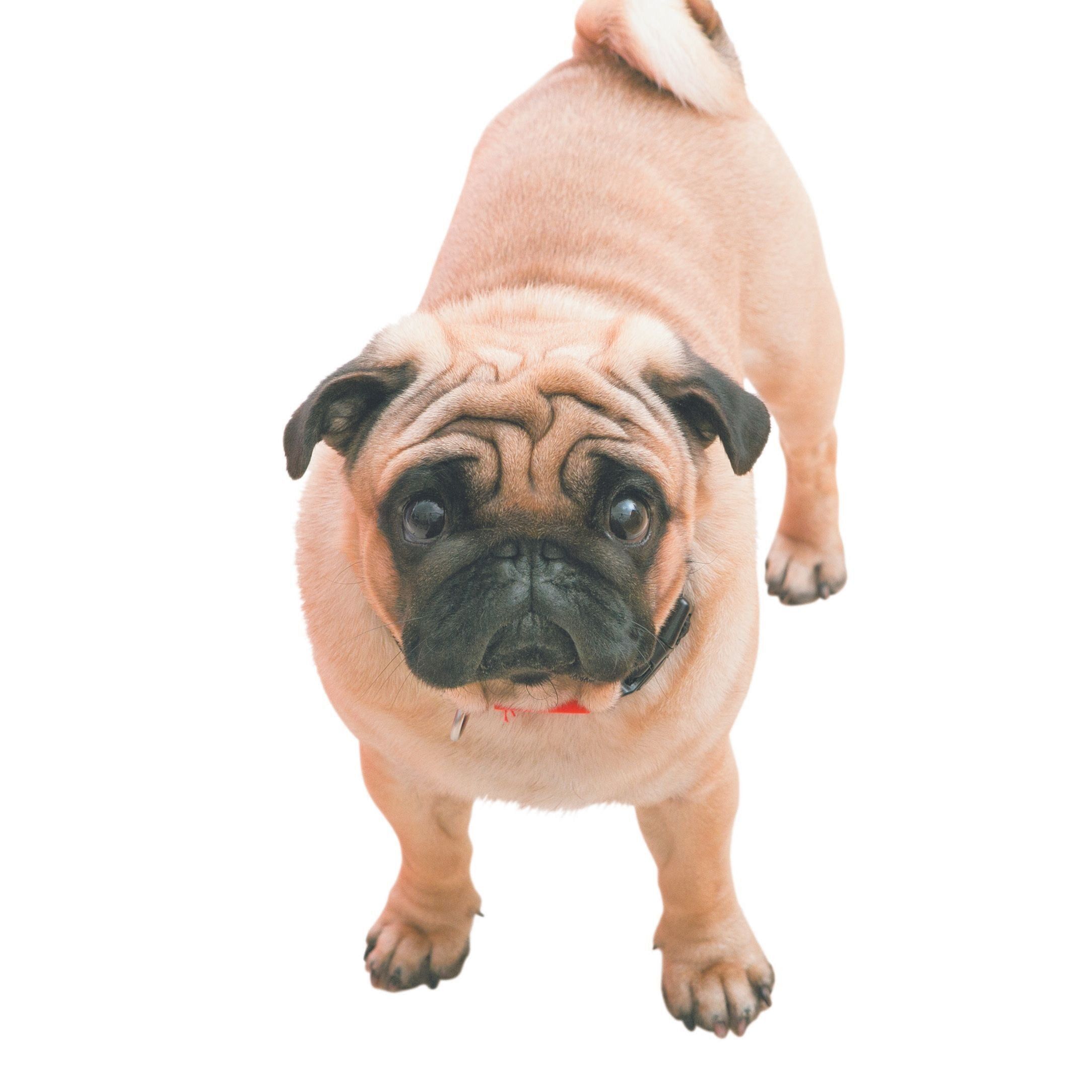 見つめ合うと飼い主さんも愛犬も〝幸せホルモン〞が出る