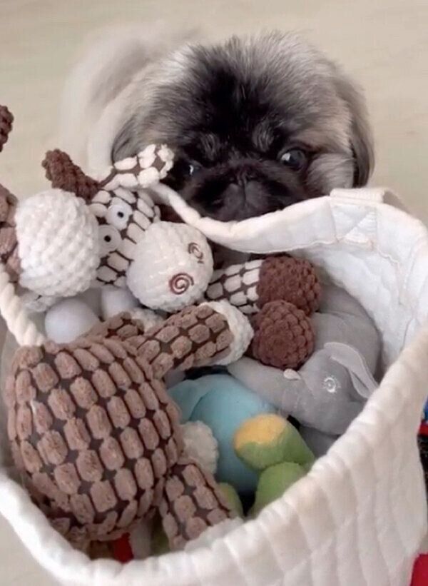 おもちゃを見つめるモブくん