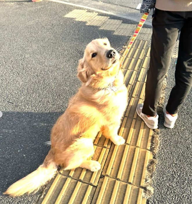 信号待ちをするアルくん