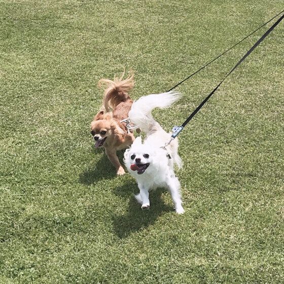 仲良くお散歩中の2ワン