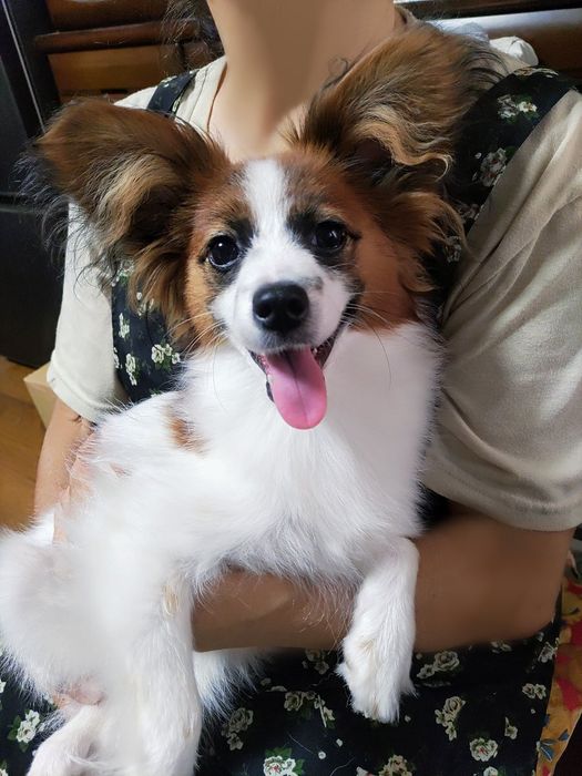 抱っこされて嬉しそうな表情のパピヨン