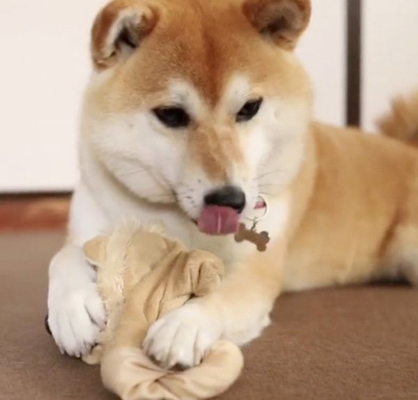 ぬいぐるみを守る柴犬