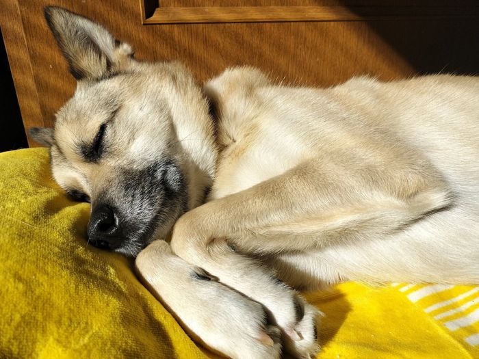 寝姿が可愛いFELIXくん