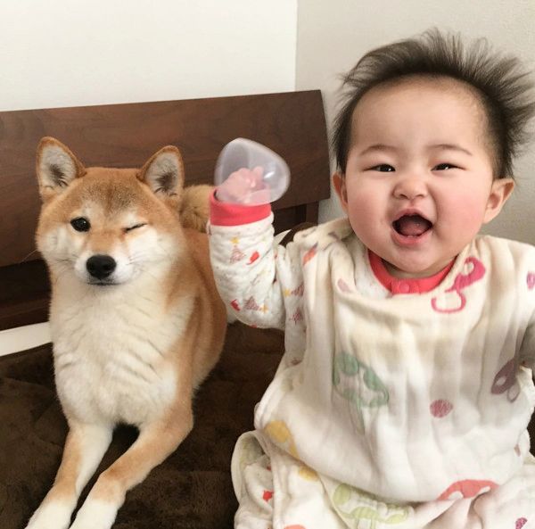 妹の面倒を見る柴犬
