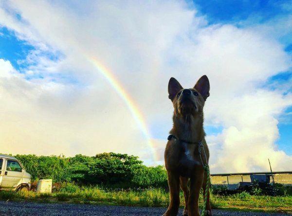 元保護犬・むぎちゃん