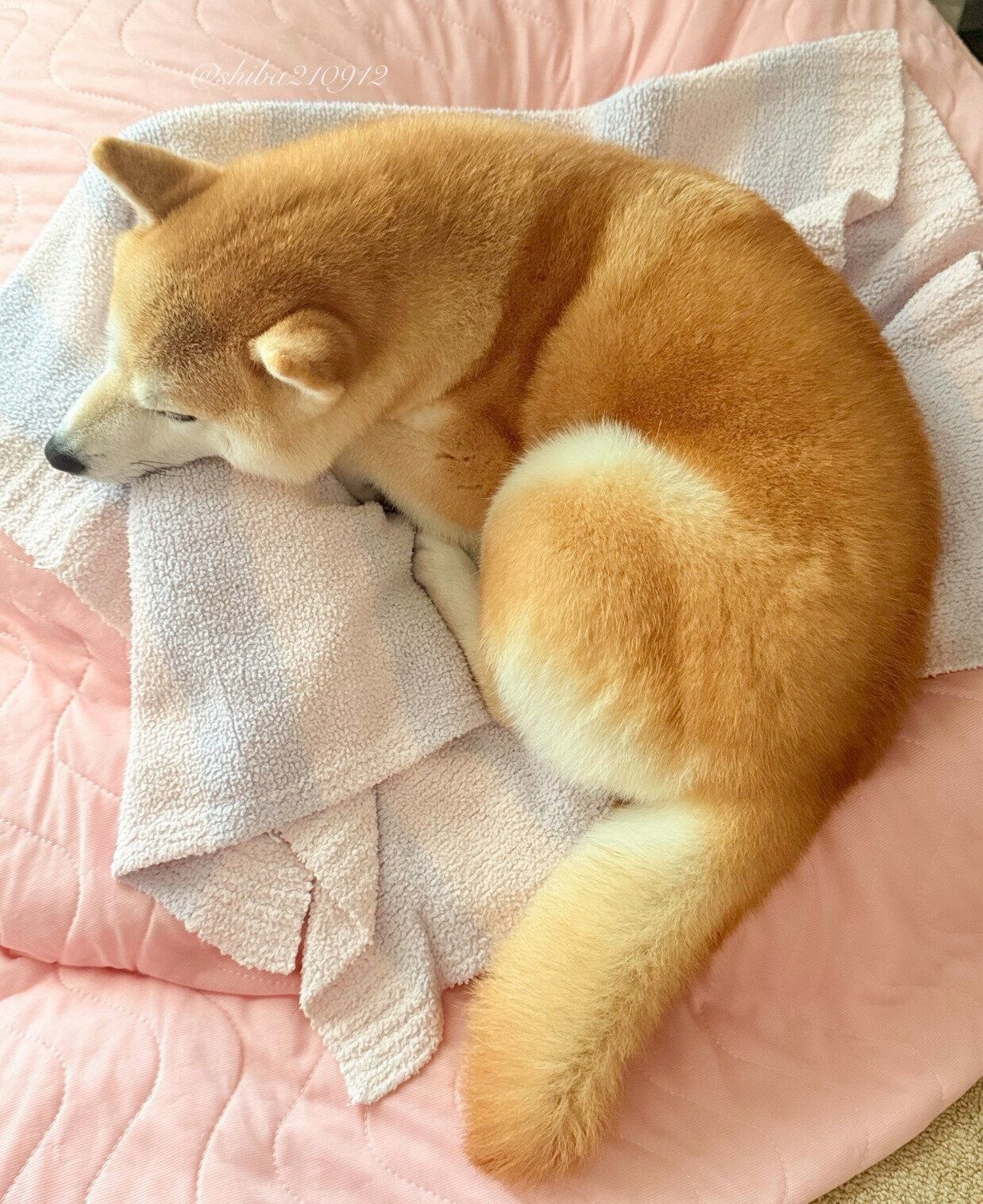 飼い主さんが使っていたお昼寝クッションの上で眠るももちゃん