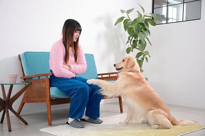 静かにおねだりをする犬