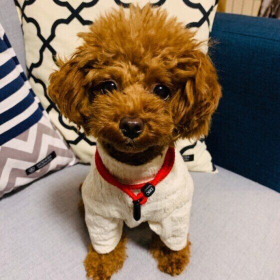 トイ・プードルのココちゃん