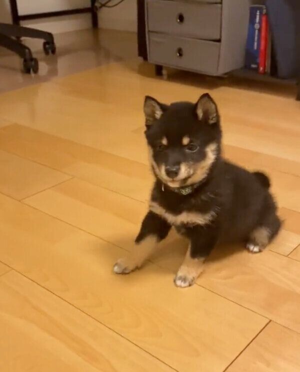 「フセ」をするときに後ずさりしてしまうごまちゃん