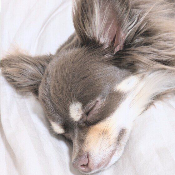 犬の良い眠りのためにしてはいけないこと、犬の快眠に大切なことは？ チワワ いぬのきもち
