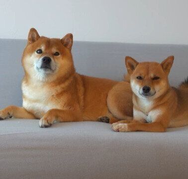 ハチくんといちごちゃん