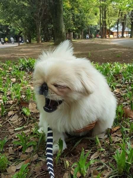 散歩中にあくびをする犬