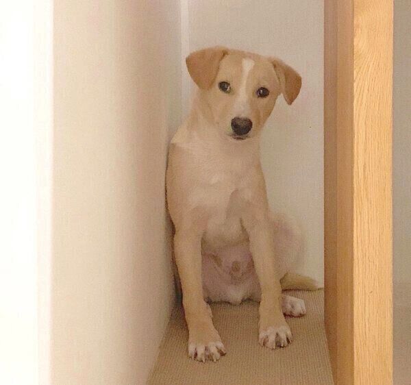 壁にお尻をつける杢くん