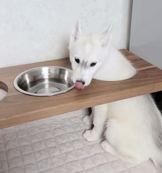 「ごはんの台」の使い方を間違えるパンプキンくん