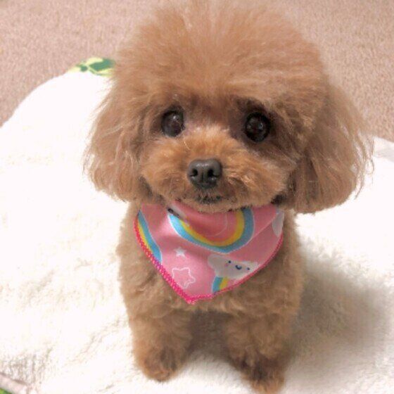 トイ・プードルのニコちゃん