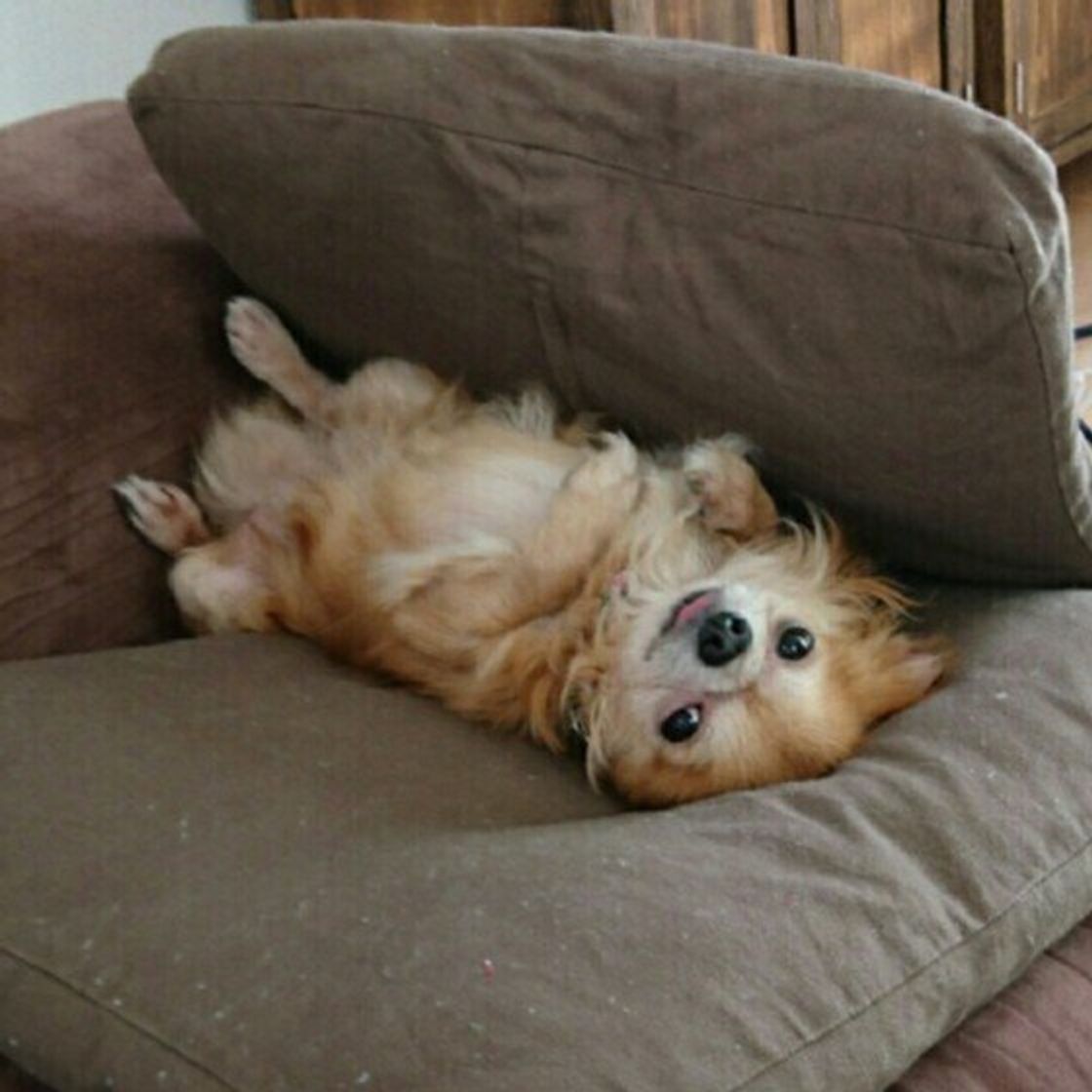 犬が挟まりたがるのはどうして かわいい画像集つきで解説 いぬのきもちweb Magazine 犬が挟まりたがるのはどうして かわいい画像集つきで解説 いぬのきもちweb Magazine