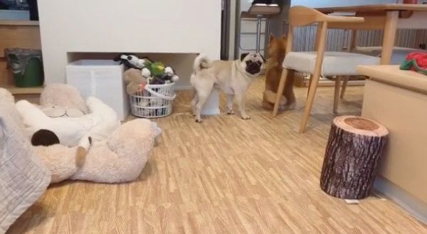 アキちゃんにフラれてしまったラルくん