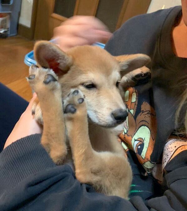 抱っこされるチャイくん