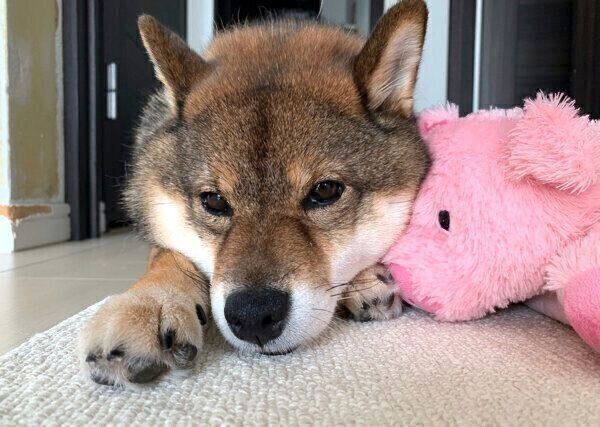 くつろぐ花ちゃん