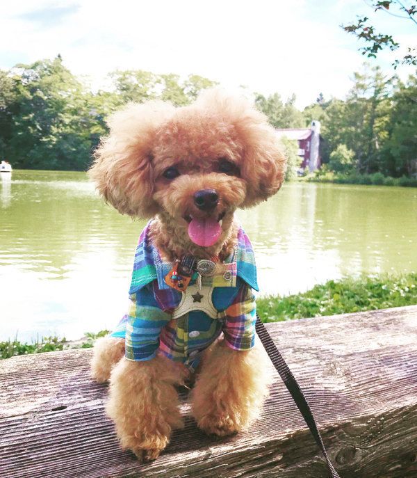 トイ・プードルのエマちゃん