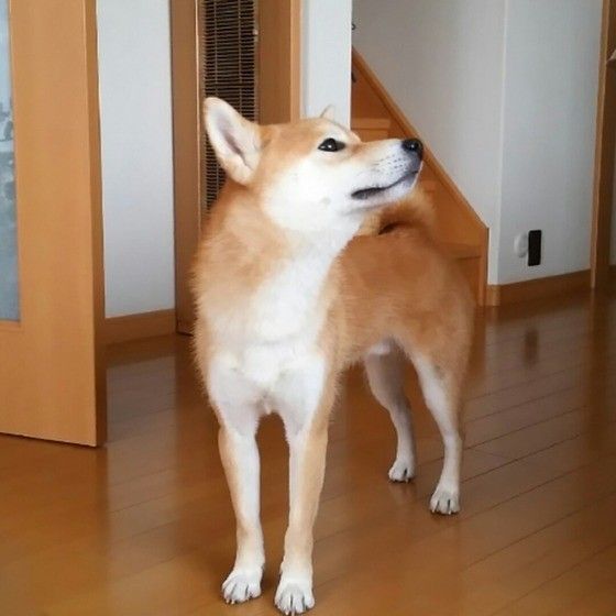 柴犬