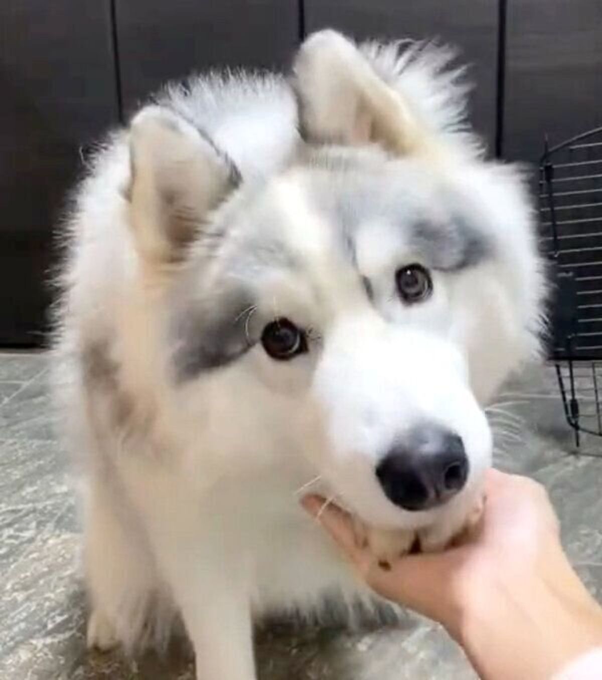 あっ 間違えた アゴ乗せチャレンジをする犬が うっかりミス 可愛い行動にほっこり いぬのきもちweb Magazine あっ 間違えた アゴ乗せチャレンジをする犬が うっかりミス 可愛い行動にほっこり いぬのきもちweb Magazine