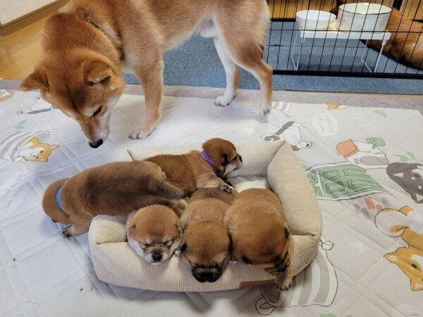 我が子を見守る北翔くん