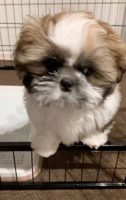 ケージの段差が乗り越えられないほっぷくん