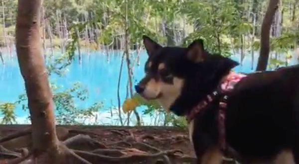 青い池を見つめる豆柴